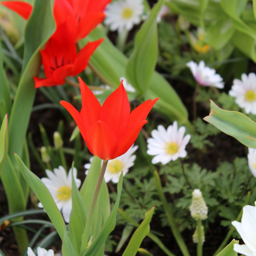 Tulipe botanique praestans Fusilier (Port)