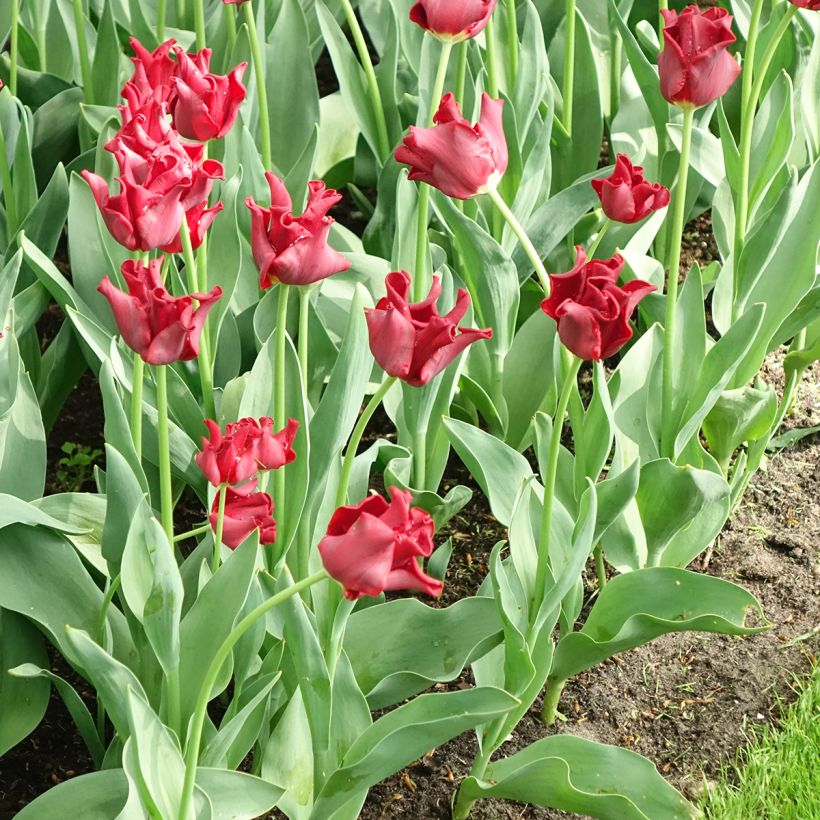 Tulipe couronne Red Dress (Floraison)