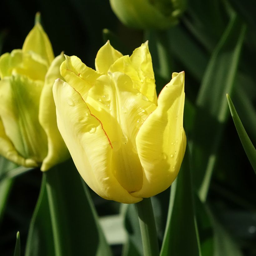 Tulipe double hâtive Aquilla (Floraison)