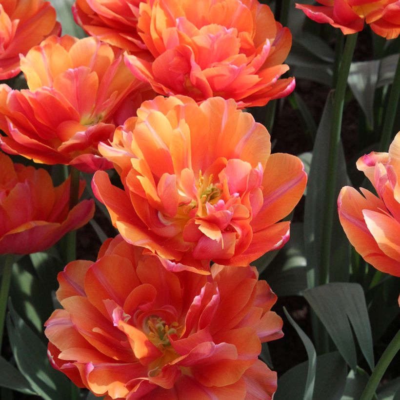 Tulipe double hâtive Orca (Floraison)