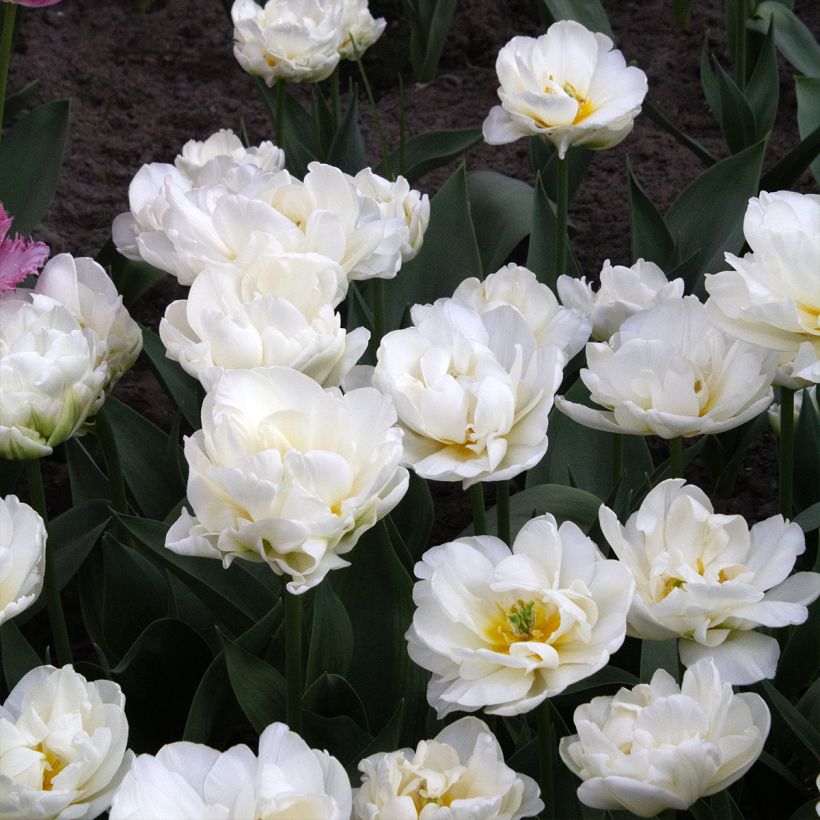 Tulipe double tardive Cool  (Floraison)