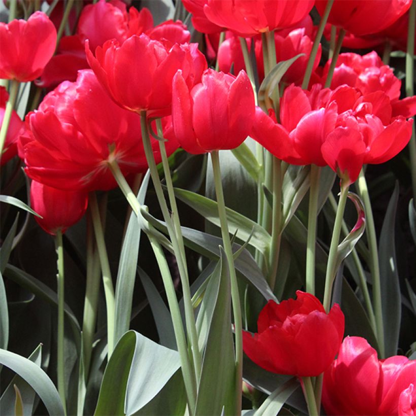 Tulipe double tardive Estatic (Port)