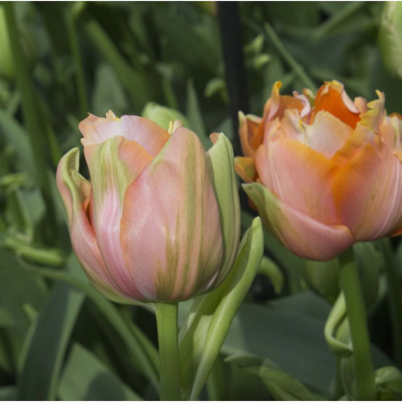 Tulipe double tardive Menton Unique (Floraison)