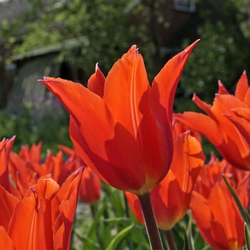 Tulipe Fleur de Lis Dutch Dancer (Floraison)