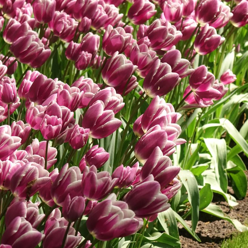 Tulipe pluriflore Purple Elegance (Floraison)