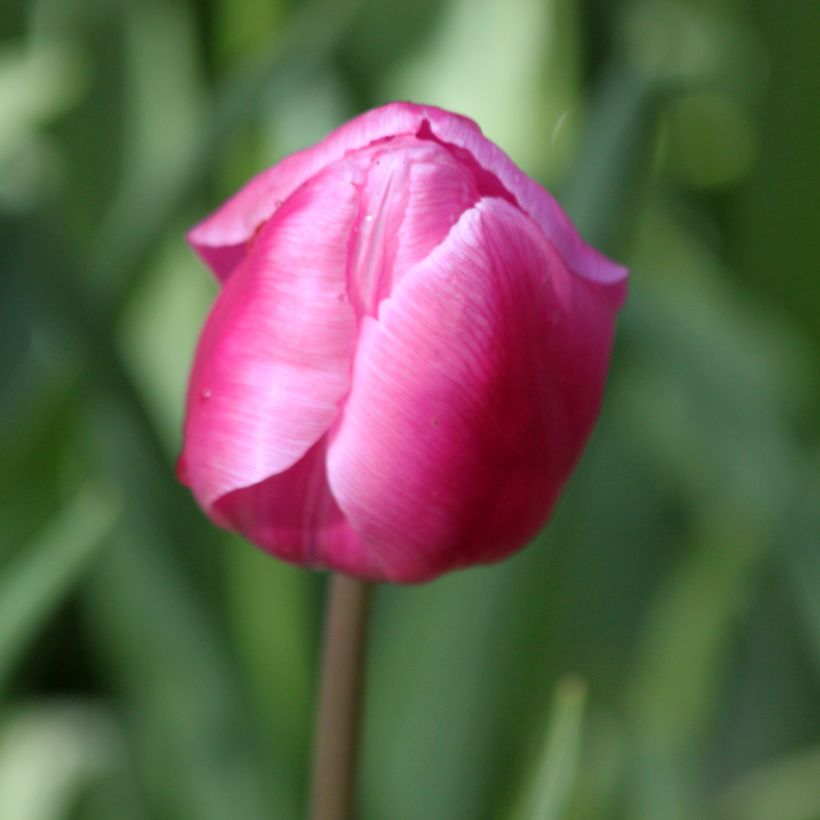 Tulipe simple hâtive Aafke (Floraison)