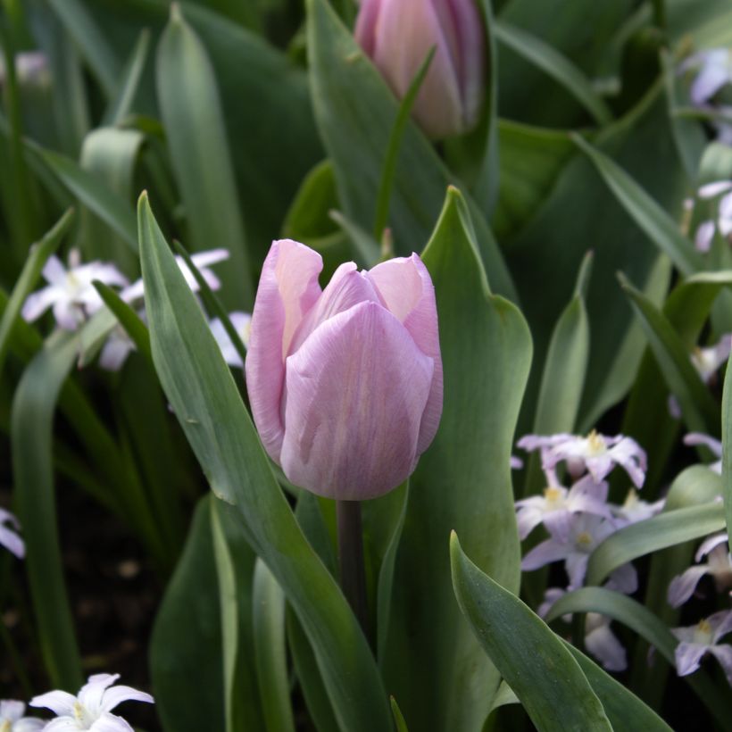Tulipe simple hâtive Candy Prince (Floraison)