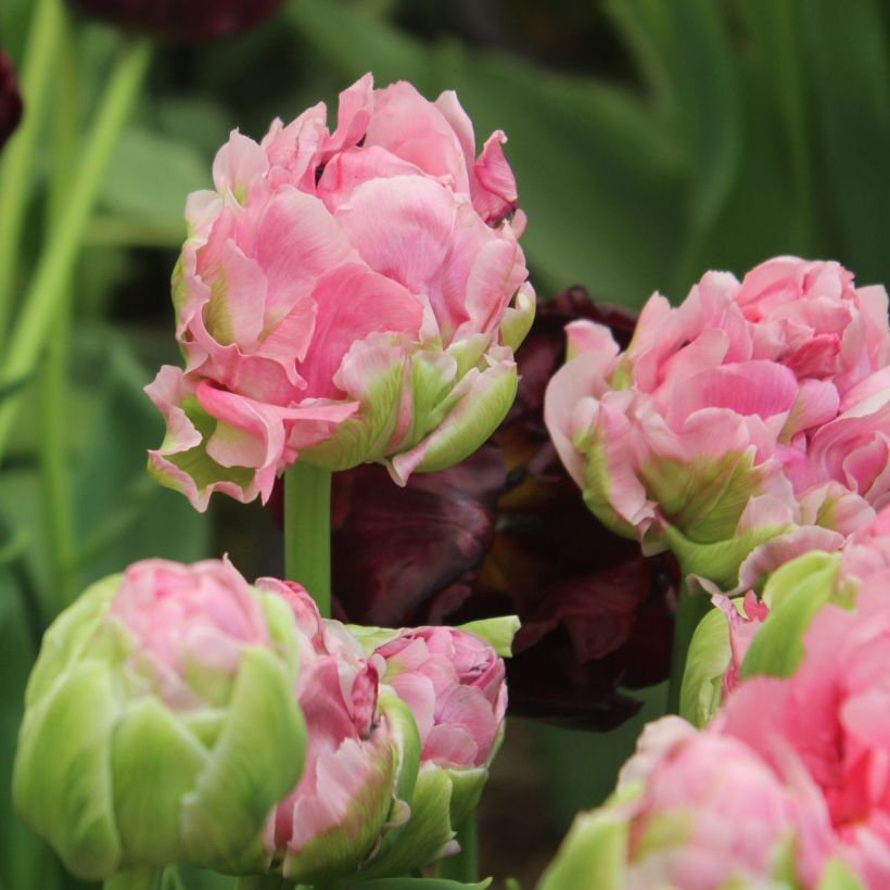 Tulipe Double Tardive Double Arosa (Floraison)