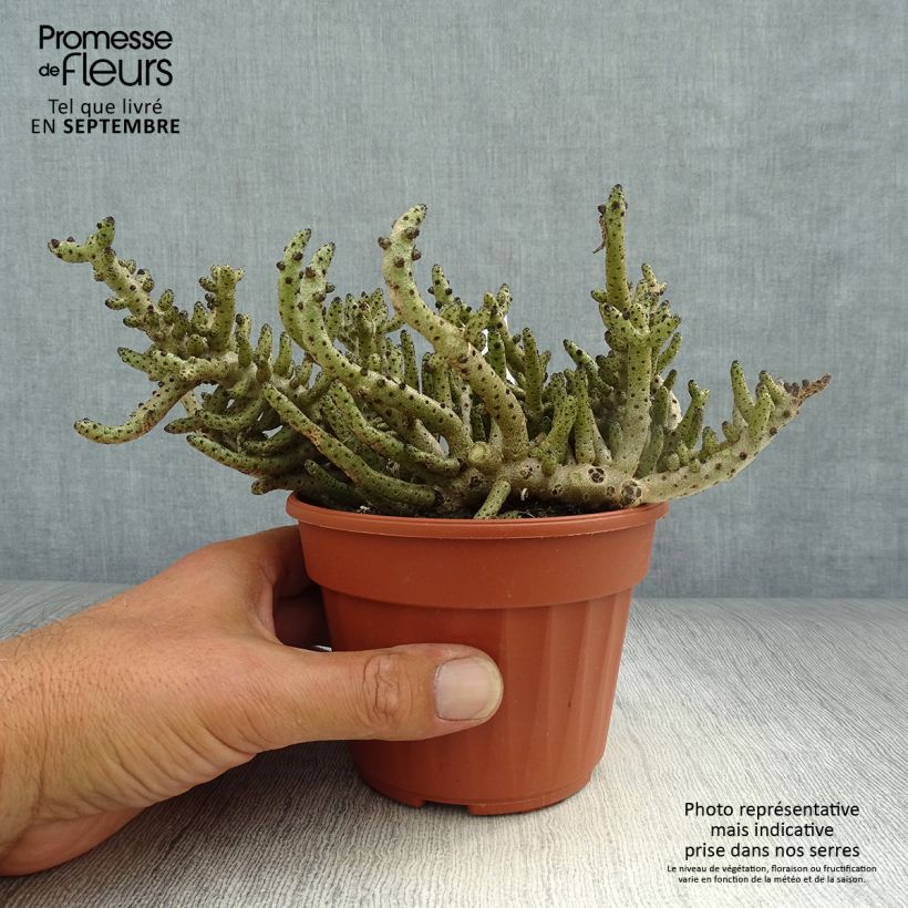 Spécimen de Tylecodon bucholzianus Pot de 12 cm / 13 cm tel que livré en automne