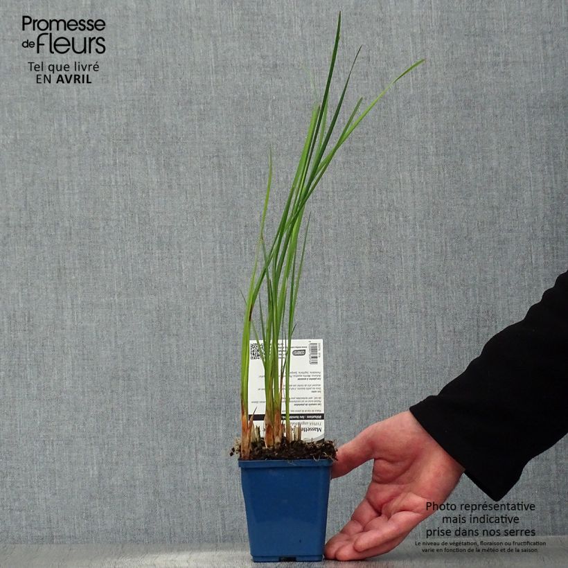 Spécimen de Typha angustifolia - Massette à feuilles étroites Godet de 8/9 cm tel que livré au printemps