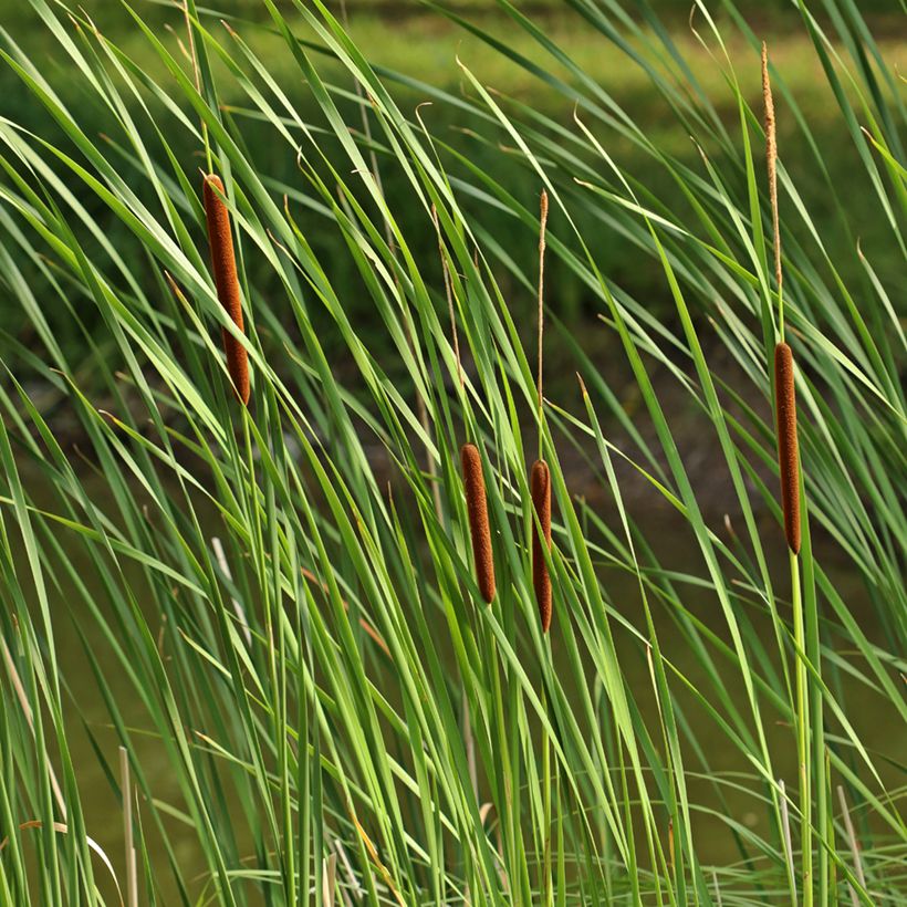 Typha angustifolia - Massette à feuilles étroites (Feuillage)