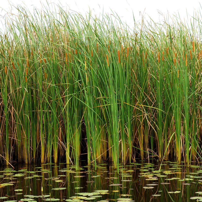 Typha angustifolia - Massette à feuilles étroites (Port)