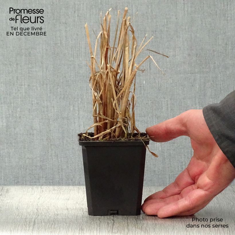 Spécimen de Typha latifolia, Massette Godet de 8/9 cm tel que livré en hiver