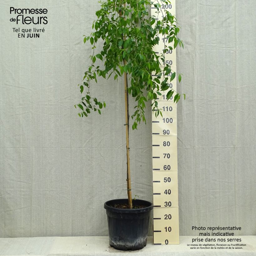 Spécimen de Ulmus carpinifolia Pendula - Orme pleureur Pot de 30L/35L, Tige tel que livré en été