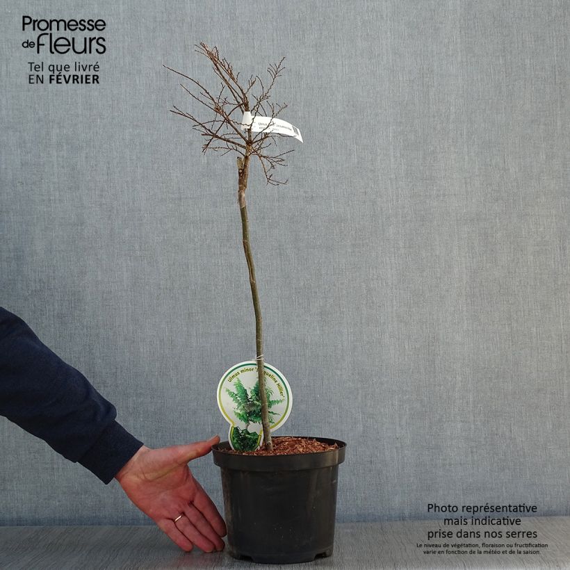 Spécimen de Ulmus hollandica Jacqueline Hillier - Orme nain Pot de 4L/5L, Touffe tel que livré en hiver