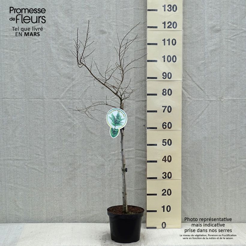 Spécimen de Ulmus hollandica Jacqueline Hillier - Orme nain Pot de 4L/5L, Tige de 60 cm tel que livré en hiver