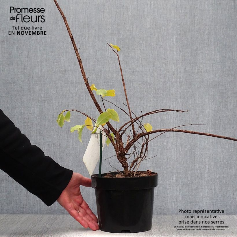 Spécimen de Ulmus minor suberosa - Orme champêtre Pot de 3L/4L tel que livré en automne
