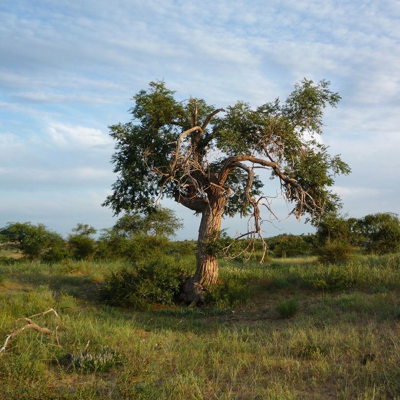 Ulmus pumila - Orme de Sibérie (Port)