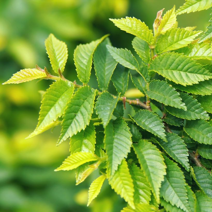Ulmus pumila - Orme de Sibérie (Feuillage)