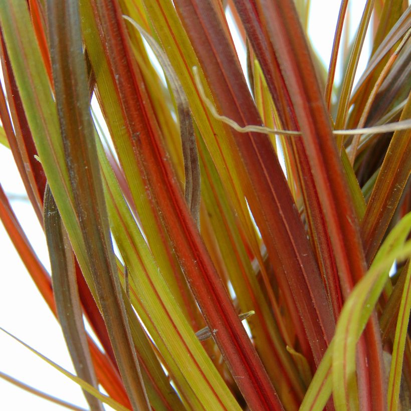 Uncinia rubra (Feuillage)