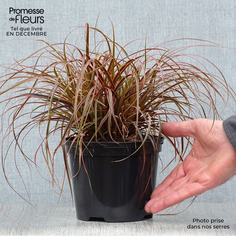 Spécimen de Uncinia rubra Everflame Pot de 2L/3L tel que livré en hiver