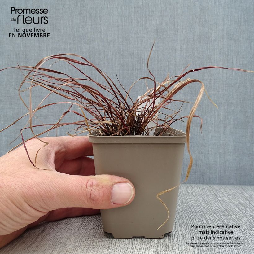 Spécimen de Uncinia rubra Everflame Godet de 8/9 cm tel que livré en automne