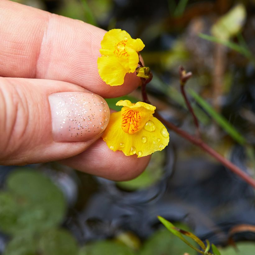 Utricularia vulgaris - Utriculaire commune (Floraison)