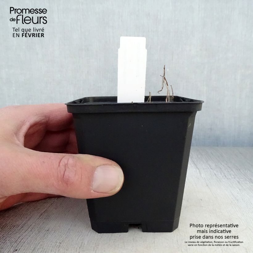 Spécimen de Uvularia grandiflora Godet de 8/9 cm tel que livré en hiver