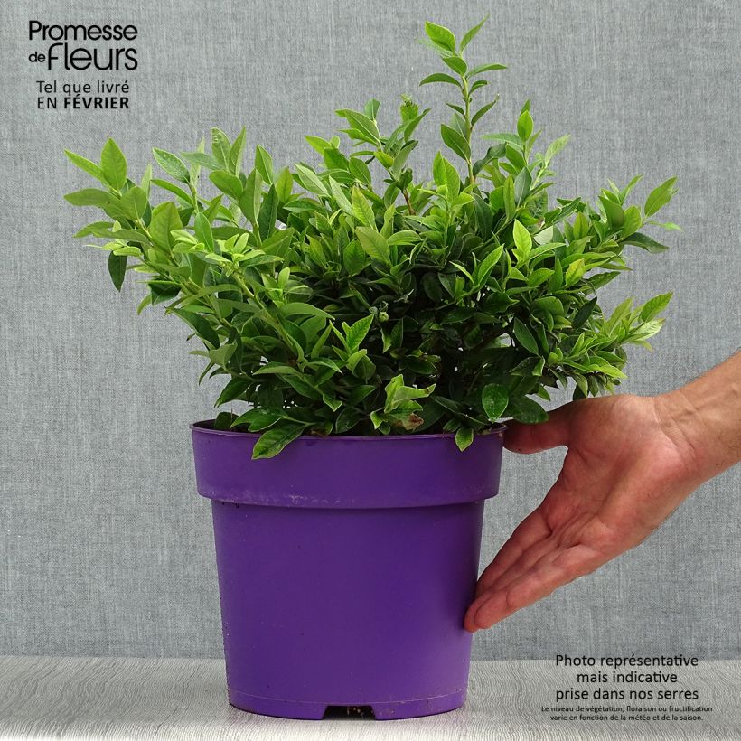 Spécimen de Vaccinium Tophat - myrtillier d'Amérique Pot de 4L/5L, Buisson tel que livré en automne