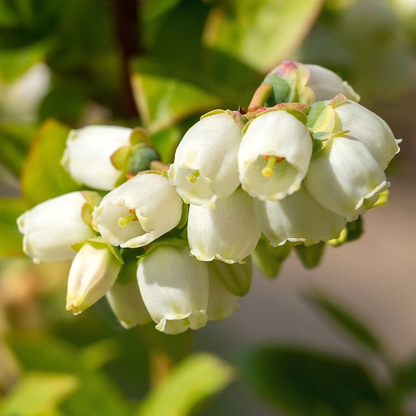 Myrtille d'Amérique - Vaccinium corymbosum Brigitta (Floraison)
