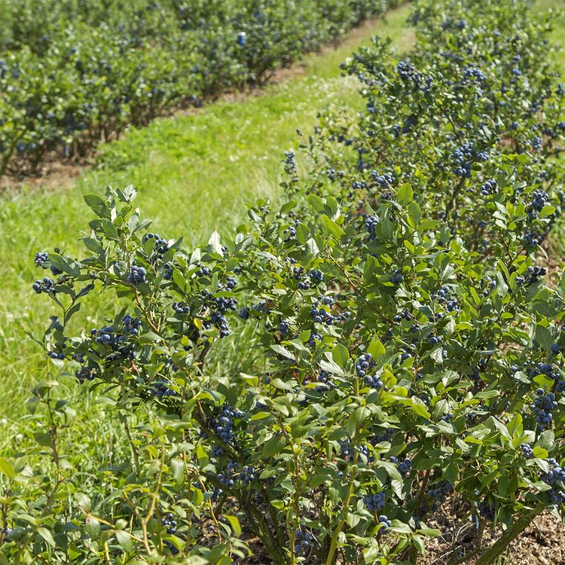 Myrtille d'Amérique - Vaccinium corymbosum Brigitta (Port)