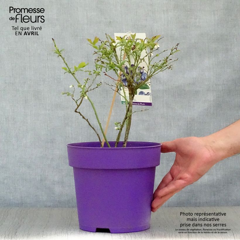Spécimen de Vaccinium corymbosum Hortblue Petite - myrtillier d'Amérique Pot de 2L/3L, Buisson tel que livré au printemps