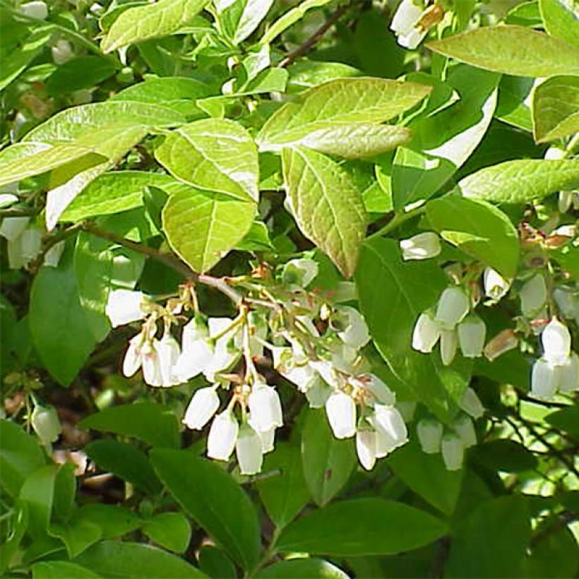 Myrtillier Chandler - Vaccinium corymbosum (Feuillage)