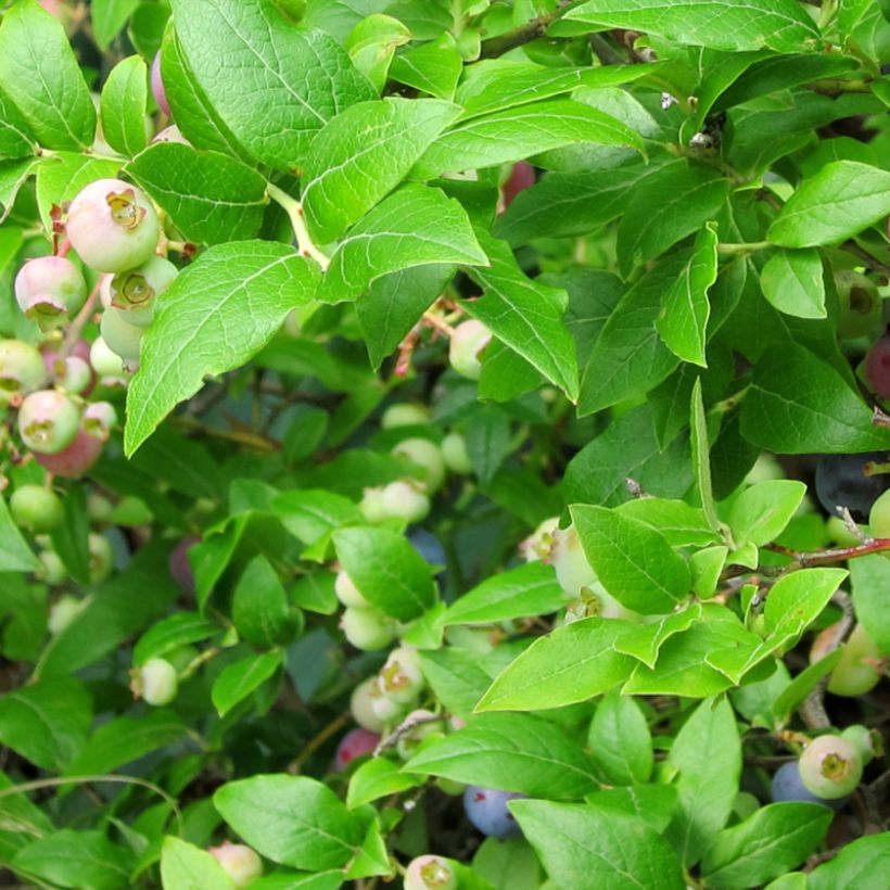 Myrtille d'Amérique - Vaccinium corymbosum Northcountry (Feuillage)