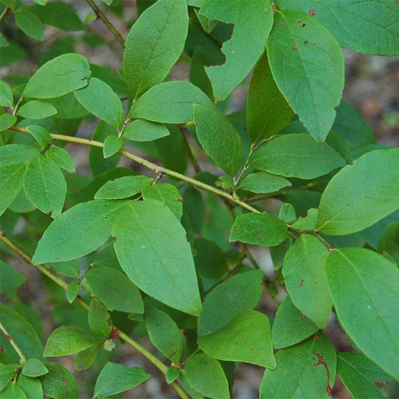 Myrtillier Patriot - Vaccinum corymbosum (Feuillage)