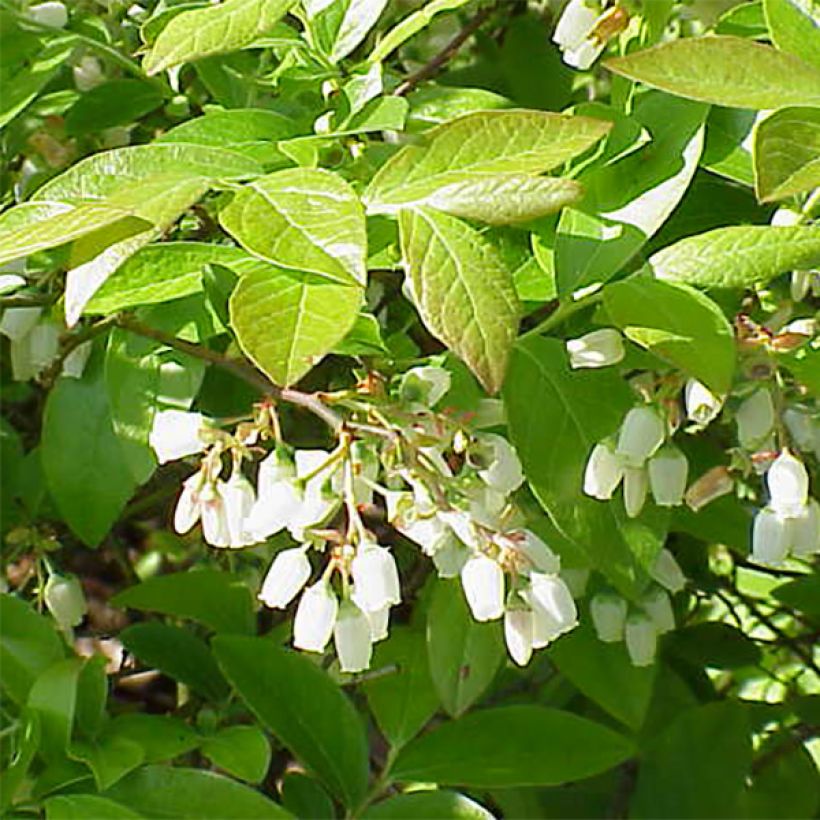 Myrtillier Patriot - Vaccinum corymbosum (Floraison)