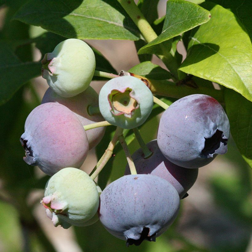 Myrtillier Patriot - Vaccinum corymbosum (Récolte)