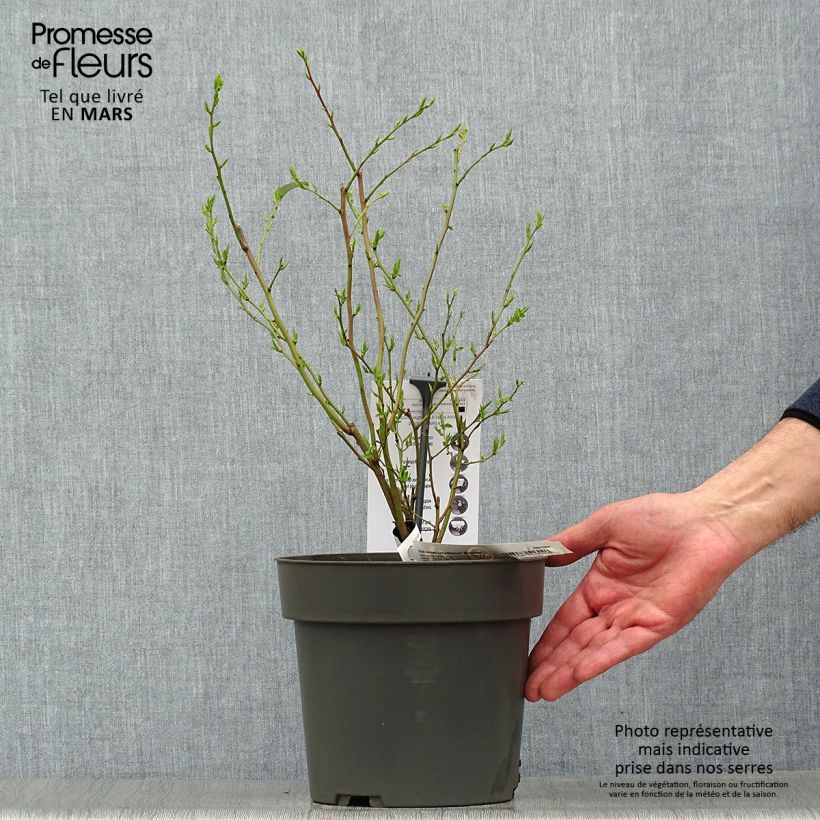 Spécimen de Myrtillier Blue Crop - Vaccinum corymbosum  Pot de 4L/5L tel que livré au printemps