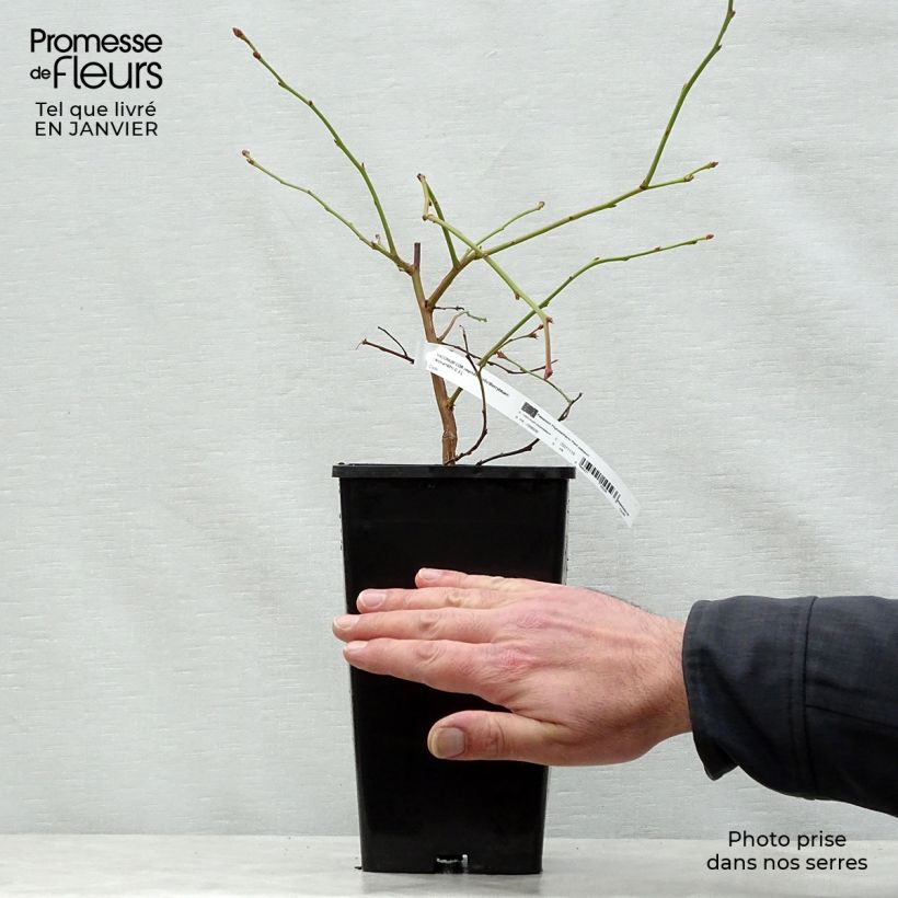 Spécimen de Myrtillier Yello!Berryblue - Vaccinium corymbosum Pot de 2L/3L tel que livré en hiver
