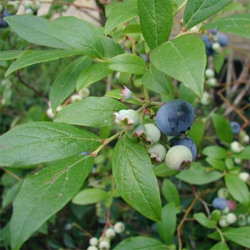 Myrtillier Blue Crop - Vaccinum corymbosum (Feuillage)