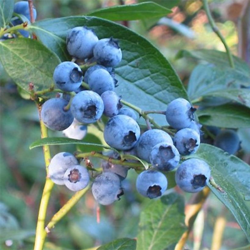 Myrtillier Blue Crop - Vaccinum corymbosum (Récolte)