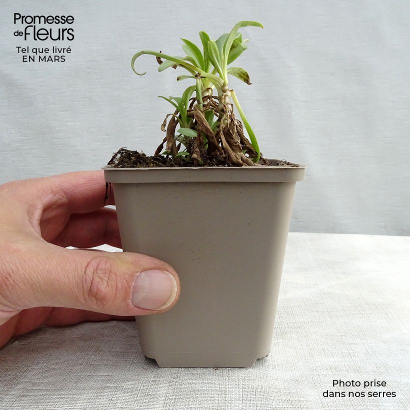 Spécimen de Valériane blanche, Centranthus ruber albus Godet de 8/9 cm tel que livré en hiver