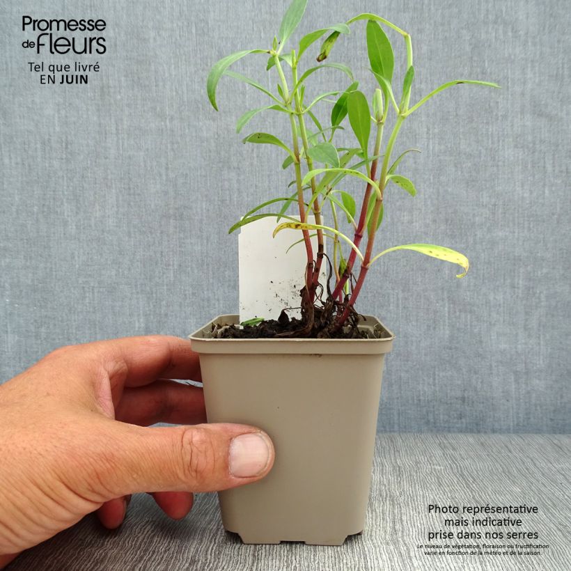 Spécimen de Valériane des jardins - Centranthus ruber Godet de 8/9 cm tel que livré en été