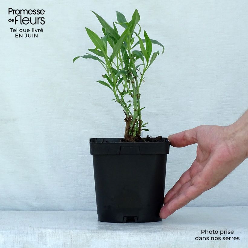 Spécimen de Valériane des jardins - Centranthus ruber Pot de 2L/3L tel que livré en été