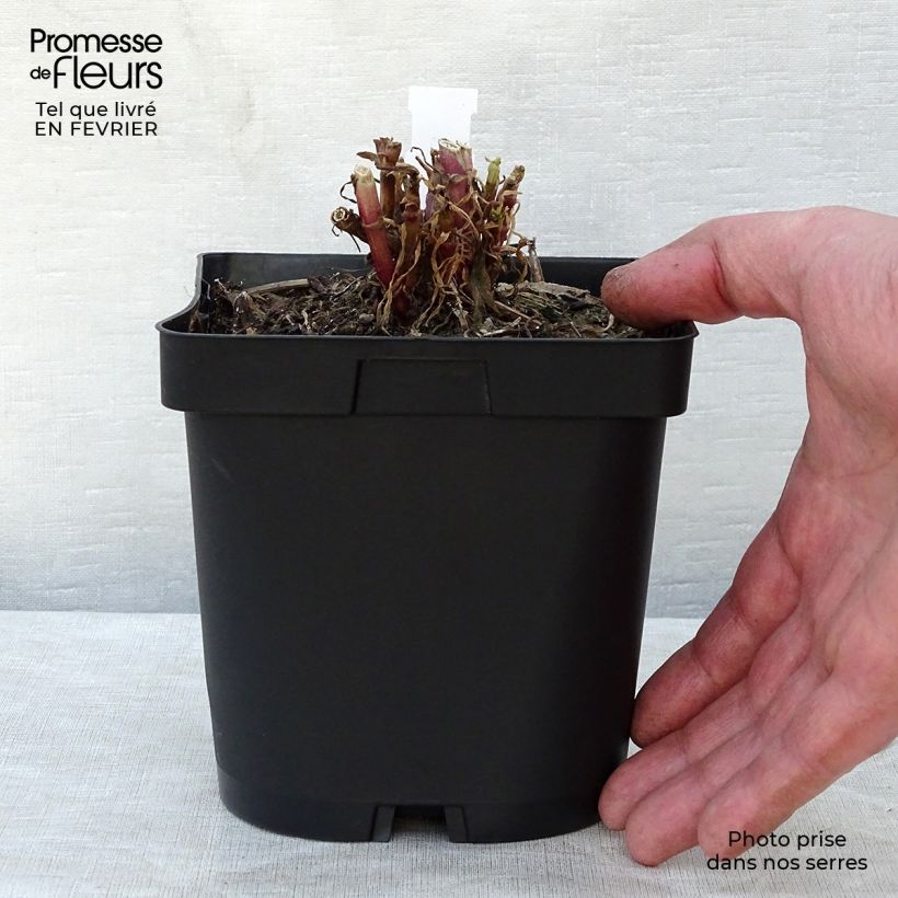 Spécimen de Valériane des jardins - Centranthus ruber Pot de 2L/3L tel que livré en hiver