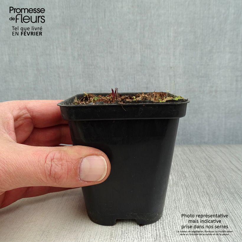 Spécimen de Valériane officinale Godet de 8/9 cm tel que livré en hiver