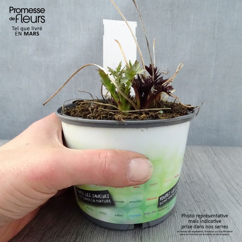 Spécimen de Valériane officinale Pot de 2L/3L tel que livré au printemps