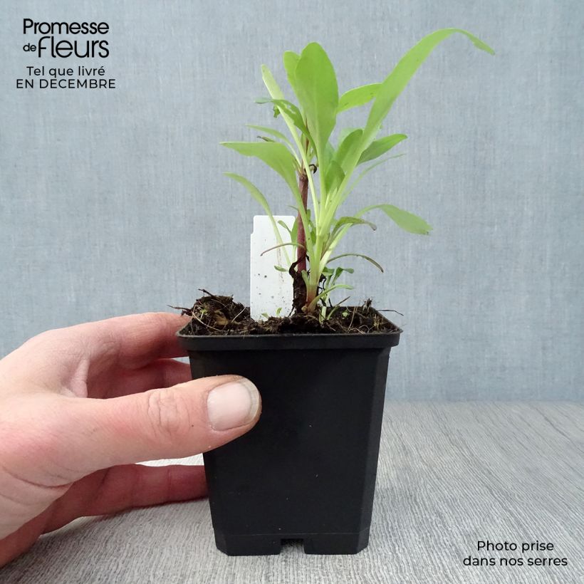 Spécimen de Valériane rouge, Centranthus ruber coccineus Godet de 8/9 cm tel que livré en hiver