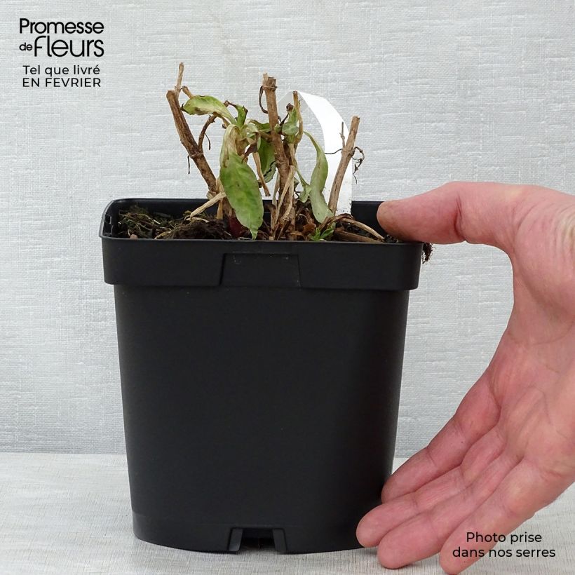 Spécimen de Valériane rouge, Centranthus ruber coccineus Pot de 2L/3L tel que livré en hiver