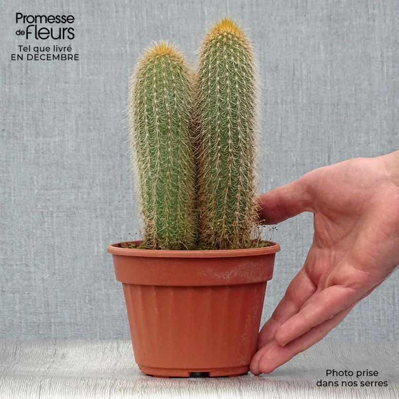 Spécimen de Vatricania guentheri - Cactus cierge Pot de 12 cm / 13 cm tel que livré en hiver